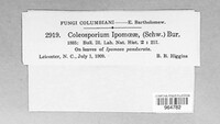 Coleosporium ipomoeae image